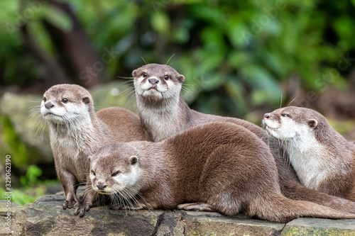 Photography Group of attentive Oriental small-clawed otters