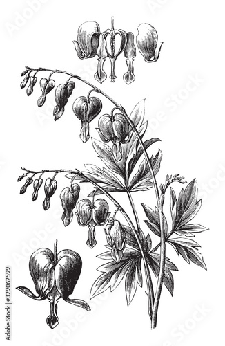 Bleeding heart (Lamprocapnos spectabilis) / vintage illustration from Brockhaus Konversations-Lexikon 1908