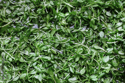 portuguese wild salad meruje