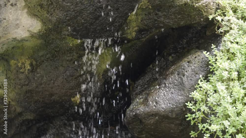 Spring in tropical forest in 4k slow motion 60fps Spring in tropical forest in 4k slow motion 60fps