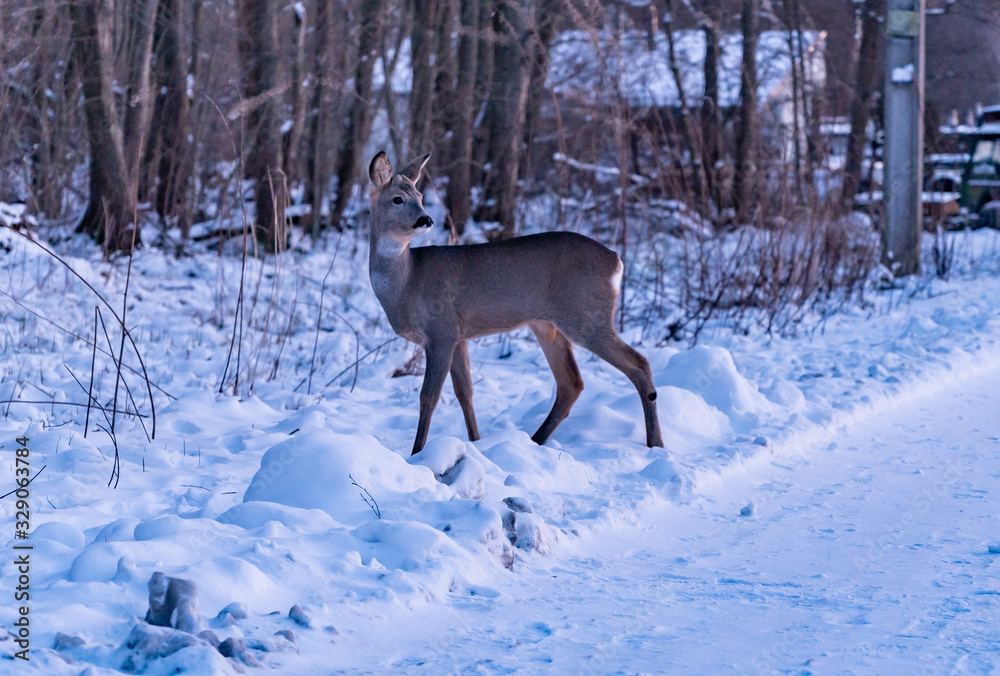 deer in winter forest deer in winter forest