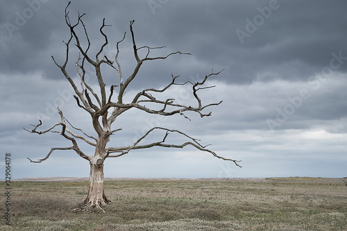 Tela Dead tree in a barren landscape