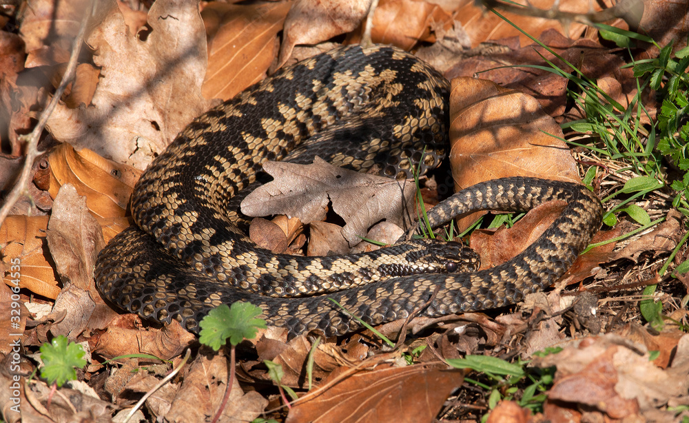 Fototapeta premium Adder