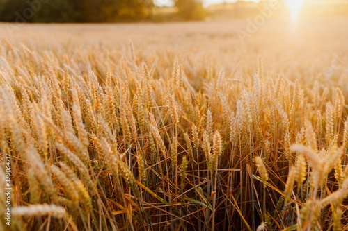 Agriculture Business - golden wheat eras on agricultural field photo