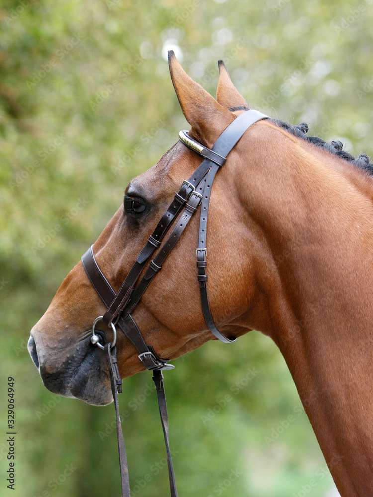 Obraz premium Stunning Bay Stallion