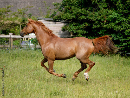 Arabian Horse at Liberty