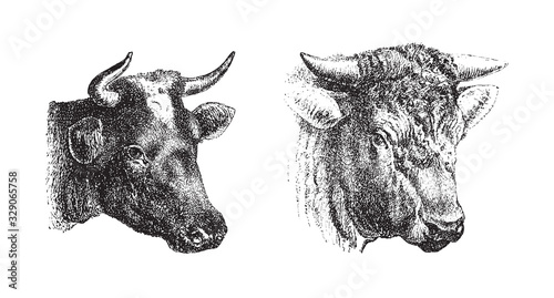 Cow and bull portrait / vintage illustration from Brockhaus Konversations-Lexikon 1908