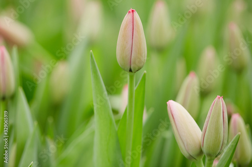 Close up background of closed tulip buds in garden or flower plantation in Spring  copy space