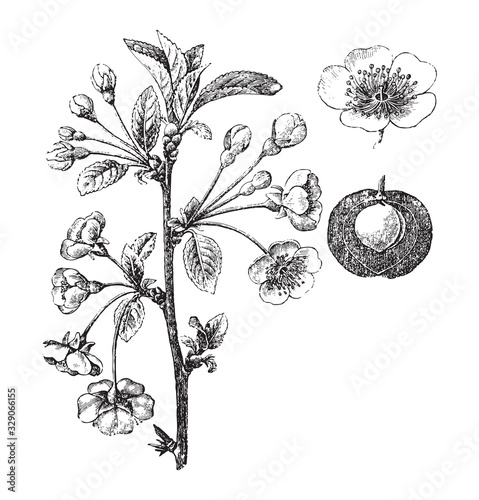 Sour cherry or dwarf cherry (Prunus cerasus) / vintage illustration from Brockhaus Konversations-Lexikon 1908