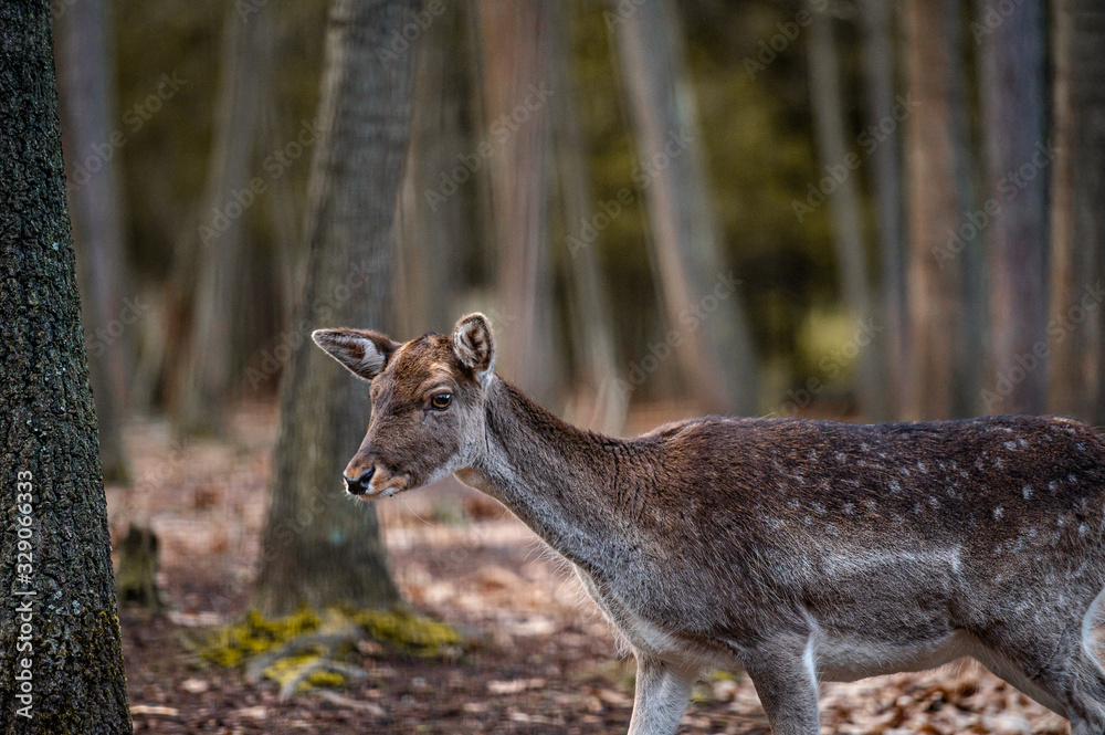 Wild fallow deer in forest. Nature, free, looking. Wild fallow deer in forest. Nature, free, looking.