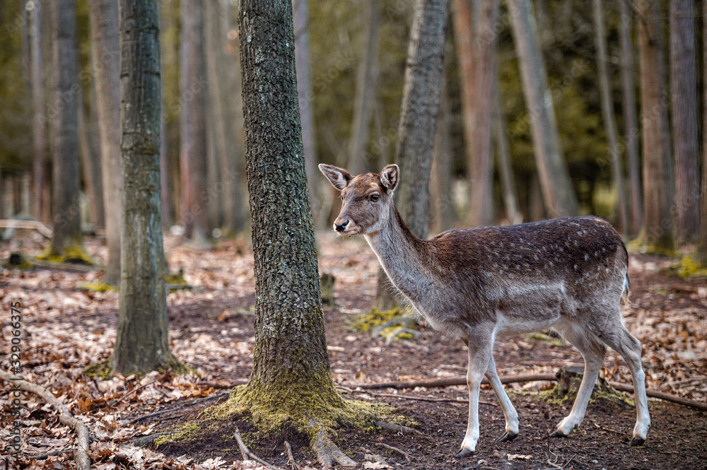 Wild fallow deer in forest. Nature, free, looking. Wild fallow deer in forest. Nature, free, looking.