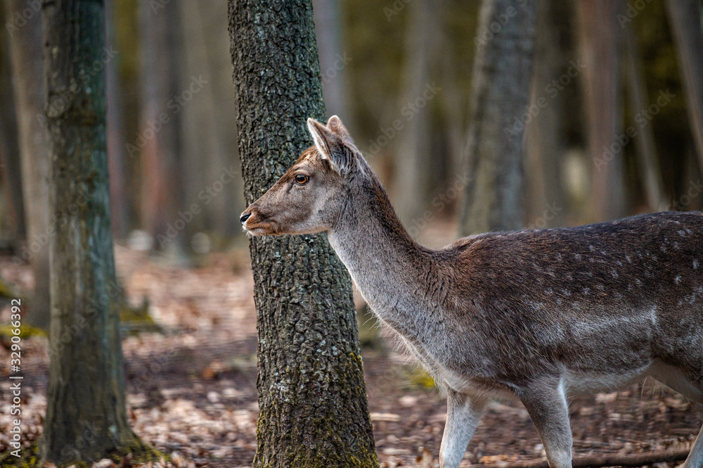 Wild fallow deer in forest. Nature, free, looking. Wild fallow deer in forest. Nature, free, looking.