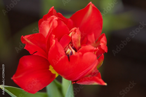 Background image of single red tulip bud opening in flower garden or plantation, copy space