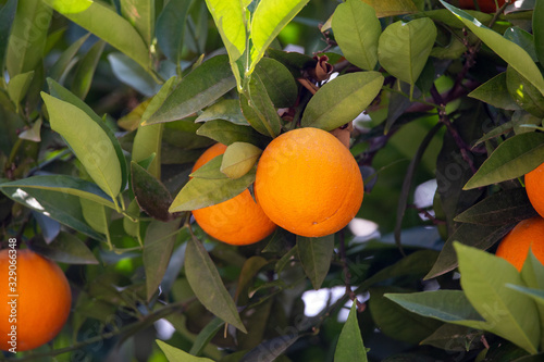 Orange garden with closeup on one orange tree branch during sunny day.