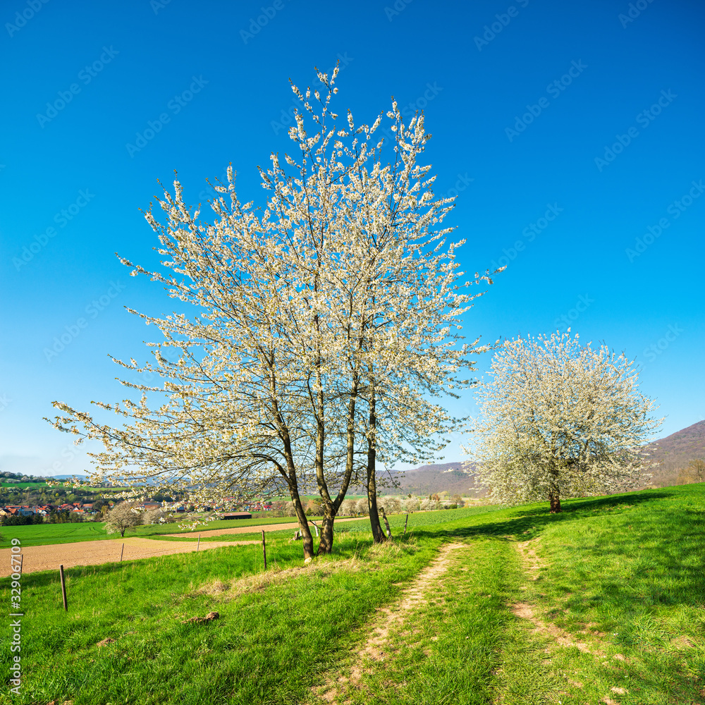 Typical German Landscape in Spring with Cherry Trees in Bloom under blue sky 