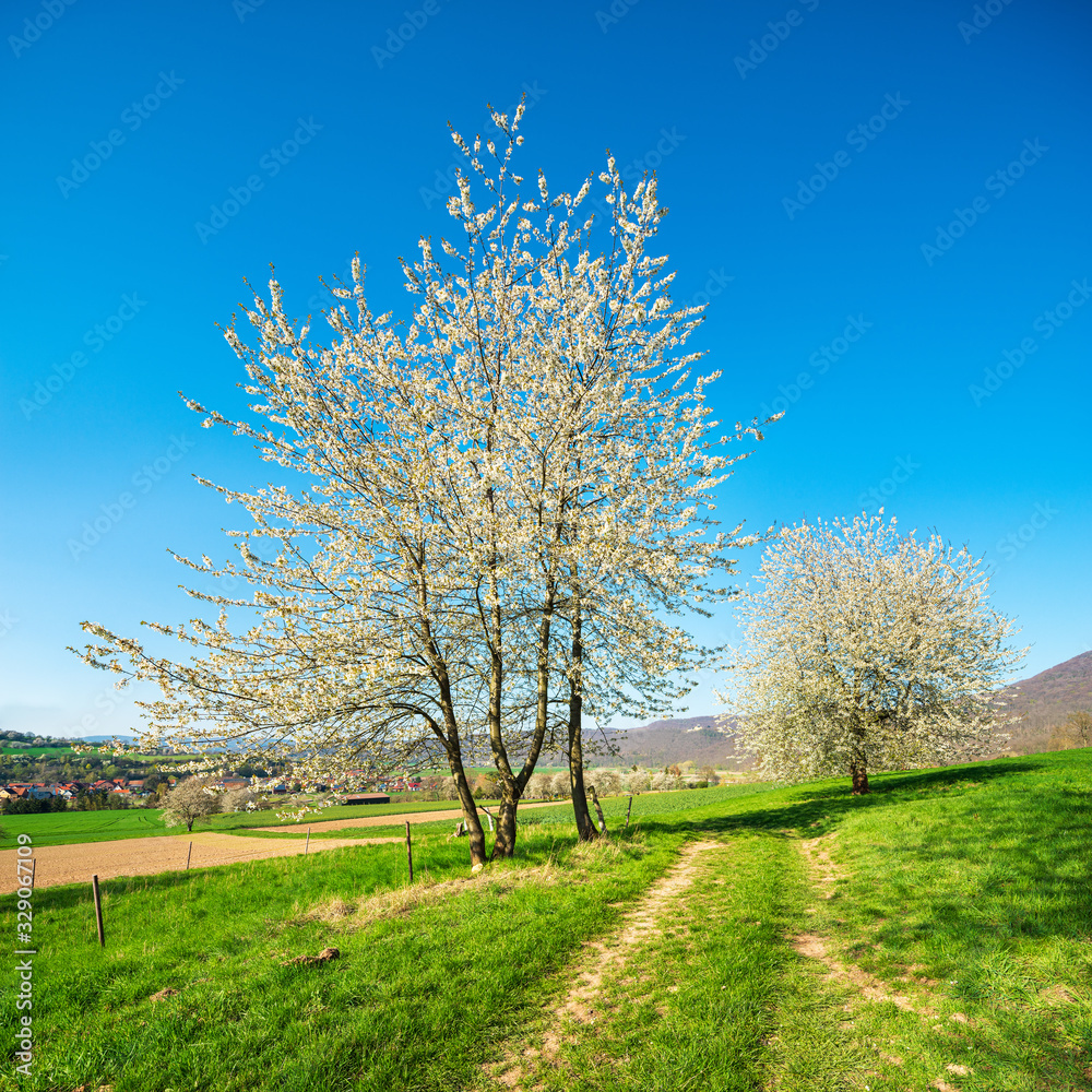 Typical German Landscape in Spring with Cherry Trees in Bloom under blue sky Typical German Landscape in Spring with Cherry Trees in Bloom under blue sky