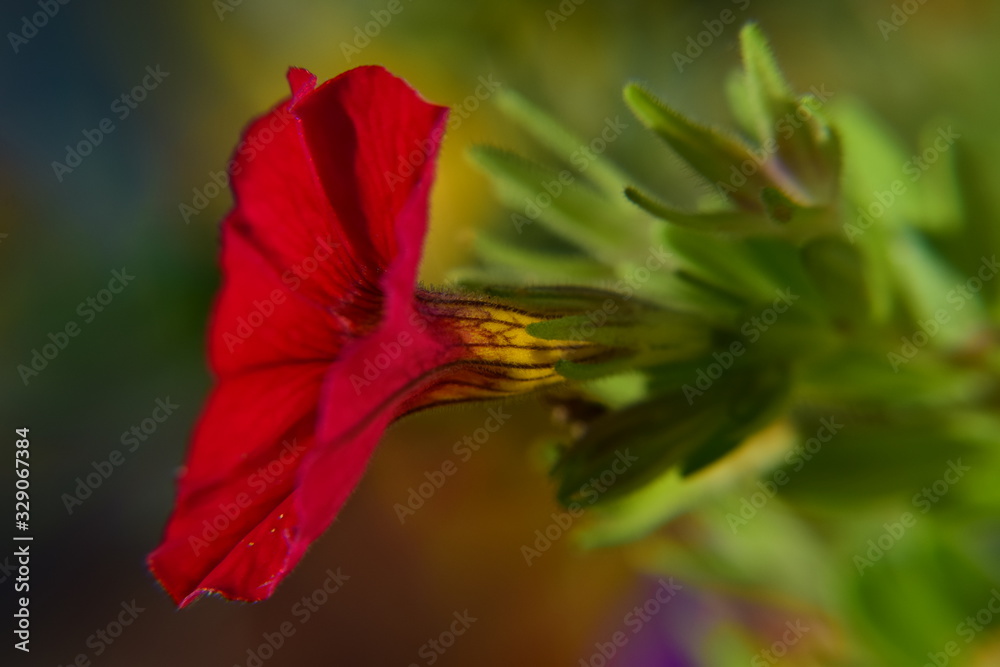 Fototapeta premium Zauberglöckchen rot