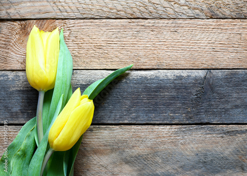 Two yellow tulips on a wooden background.