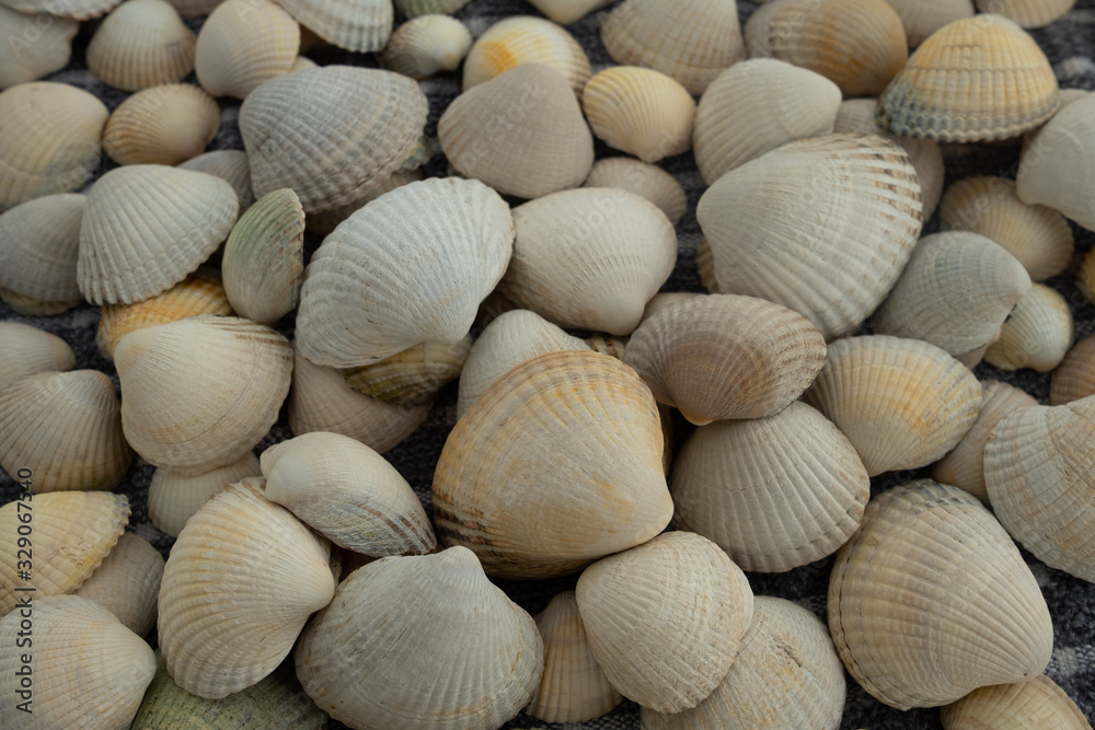 Many Clam Shells Ready For Crafting