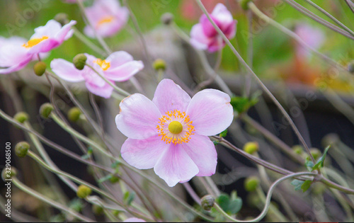 pink flowers in the garden