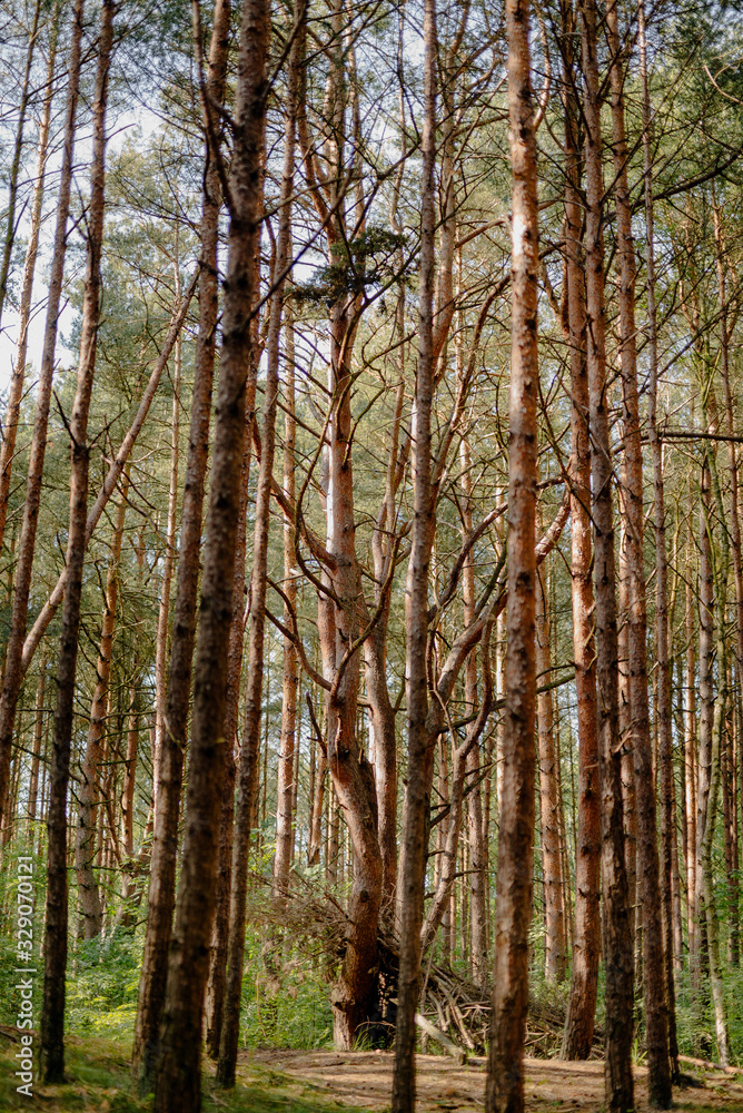 alley in coniferous forest in summer alley in coniferous forest in summer