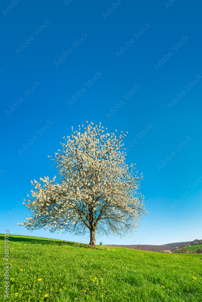 Solitary Cherry Tree in Full Bloom, Green Meadow with Dandelion Flowers and under clear blue sky Solitary Cherry Tree in Full Bloom, Green Meadow with Dandelion Flowers and under clear blue sky