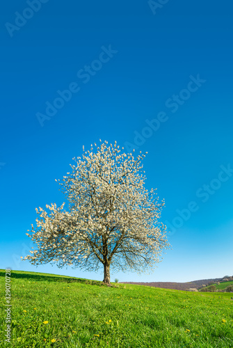 Solitary Cherry Tree in Full Bloom, Green Meadow with Dandelion Flowers and under clear blue sky
