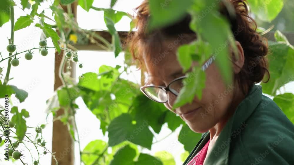 Pretty woman in eye glasses collects cucumbers in greenhouse on farm indoors. Pretty woman in eye glasses collects cucumbers in greenhouse on farm indoors.