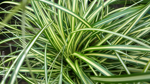 Carex oshimensis 'Evergold'