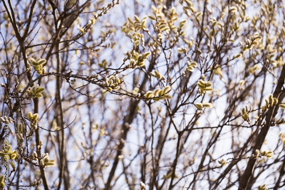blooming fluffy shoots on willow branches in spring blooming fluffy shoots on willow branches in spring