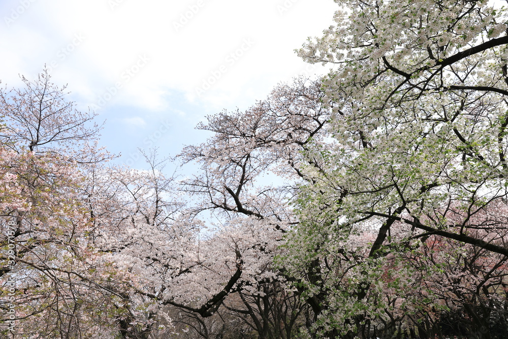 桜の風景 桜の風景