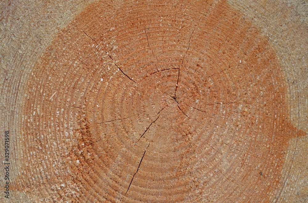 Naklejka premium drzewa wycięte , tekstura, drewna, stary, deseń, drewniane, drewno, bory , lasy wycinka , wycinka drzew , wycinanie lasów , wycinanie borów