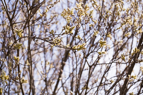 blooming fluffy shoots on willow branches in spring © caftor