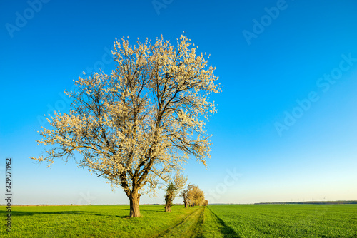 Rural Landscape in Spring, Row of Cherry Trees along farm road in Bloom, green field under blue sky 