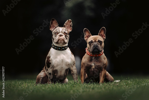 Sticker two french bulldog dogs sitting on grass together