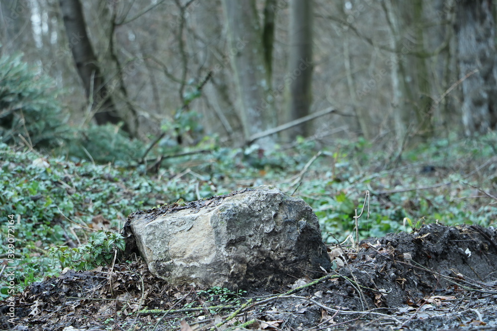 Obraz premium forest road