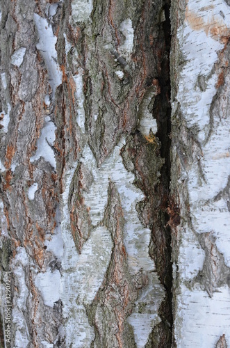 Fototapeta Naklejka Na Ścianę i Meble -   drzewa wycięte  , tekstura, drewna, stary, deseń, drewniane, drewno, bory , lasy wycinka , wycinka drzew , wycinanie lasów , wycinanie borów