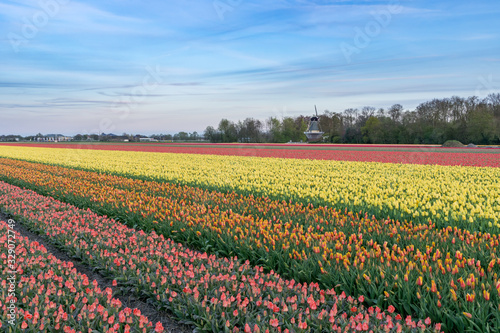 Tulip fields in Holland