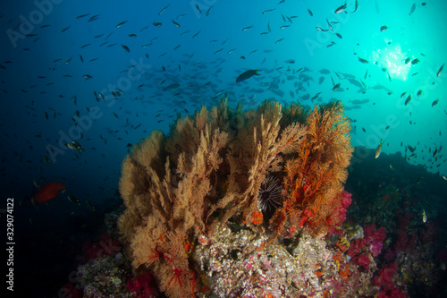Gorgonian fan corals on reef with fish underwater 