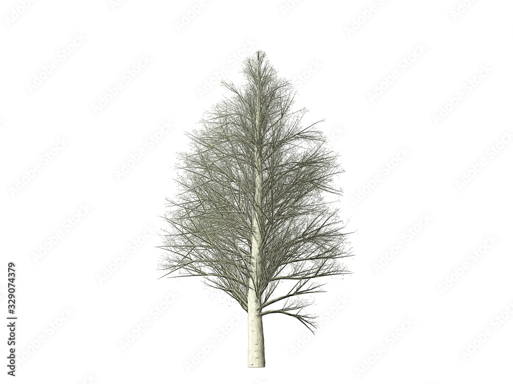 Obraz premium pine tree isolated on white background