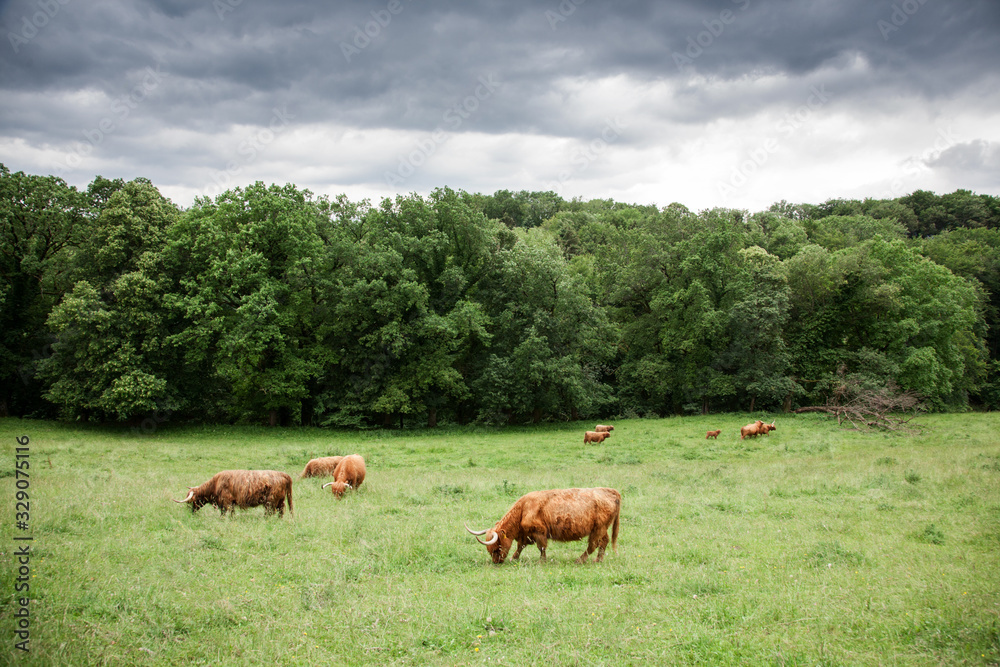 A herd of brown cows and calves graze on a green field against the background of trees and clouds. The cows are long haired and brown. A herd of brown cows and calves graze on a green field against the background of trees and clouds. The cows are long haired and brown.