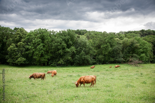 A herd of brown cows and calves graze on a green field against the background of trees and clouds. The cows are long haired and brown.