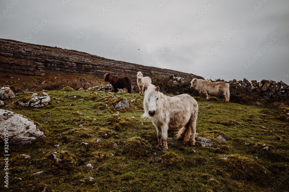 Fototapeta premium Irland Pferd