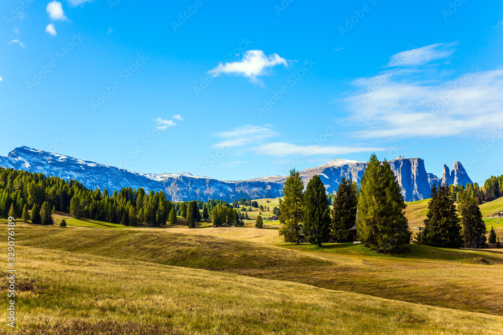 Coniferous forests in the Val Gardena valley