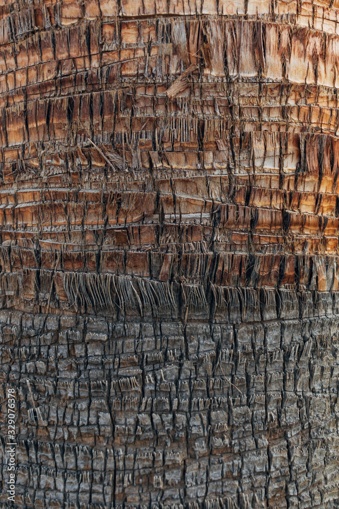 Fototapeta premium Palm tree trunk texture