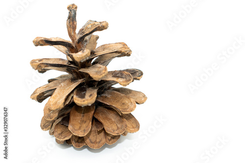 Slika na platnu pine cone isolated on white background