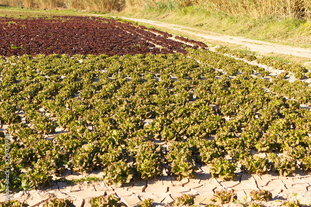 Cabbages and lettuce planted in a field