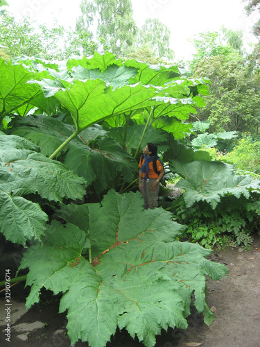 Gunnera Manicata (Invasive plant in Europe)