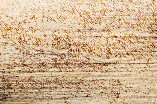 The beautiful surface of bamboo bract