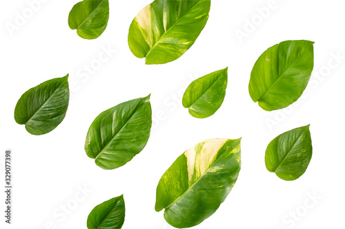 Top view of the Spotted betel isolate on white background with clipping path. Epipremnum aureum green leaf on white background.